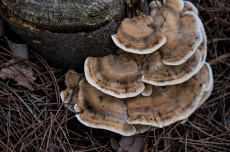 Detail of a wild mushrooms in their natural environment