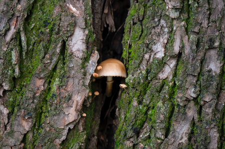 Detail of a wild mushrooms in their natural environmentの写真素材