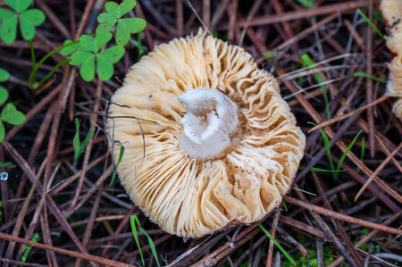 Detail of a wild mushrooms in their natural environmentの写真素材