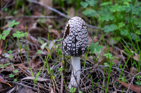 Detail of a wild mushrooms in their natural environmentの写真素材