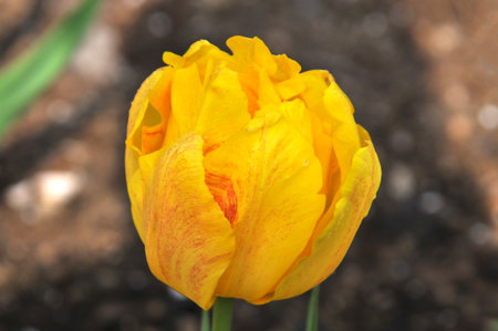 Detail of tulips in the magnificent Keukenhof garden, located in Netherlandsの写真素材