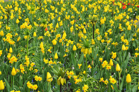 Detail of tulips in the magnificent Keukenhof garden, located in Netherlandsの写真素材