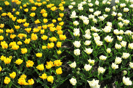 Detail of tulips in the magnificent Keukenhof garden, located in Netherlandsの写真素材
