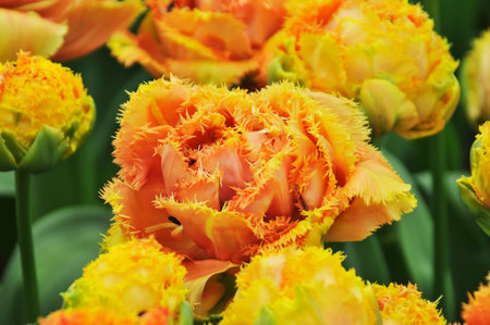 Detail of tulips in the magnificent Keukenhof garden, located in Netherlandsの写真素材