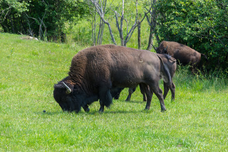 Big bison in a nature reserve in Canadaの写真素材
