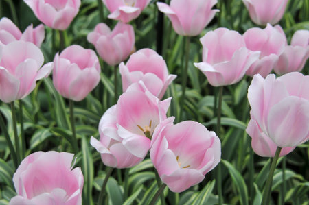 Detail of tulips in the magnificent Keukenhof garden, located in Netherlandsの写真素材
