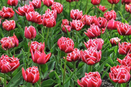 Detail of tulips in the magnificent Keukenhof garden, located in Netherlandsの写真素材