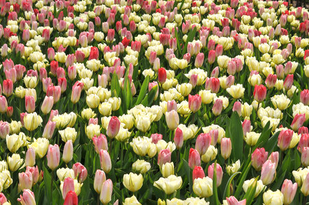 Detail of tulips in the magnificent Keukenhof garden, located in Netherlandsの写真素材