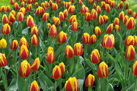 Detail of tulips in the magnificent Keukenhof garden, located in Netherlandsの写真素材