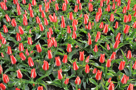 Detail of tulips in the magnificent Keukenhof garden, located in Netherlandsの写真素材