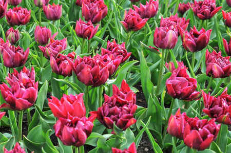 Detail of tulips in the magnificent Keukenhof garden, located in Netherlandsの写真素材