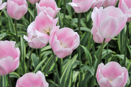 Detail of tulips in the magnificent Keukenhof garden, located in Netherlandsの写真素材