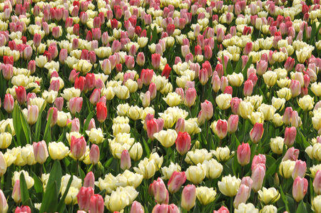 Detail of tulips in the magnificent Keukenhof garden, located in Netherlandsの写真素材