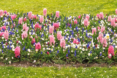 Detail of flowers in a gardenの写真素材