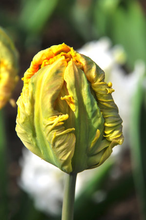 Detail of tulips in the magnificent Keukenhof garden, located in Netherlandsの写真素材