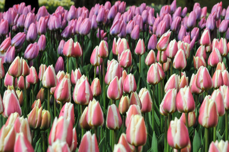 Detail of tulips in the magnificent Keukenhof garden, located in Netherlandsの写真素材