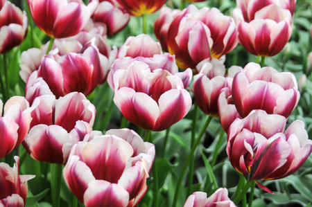 Detail of tulips in the magnificent Keukenhof garden, located in Netherlandsの写真素材