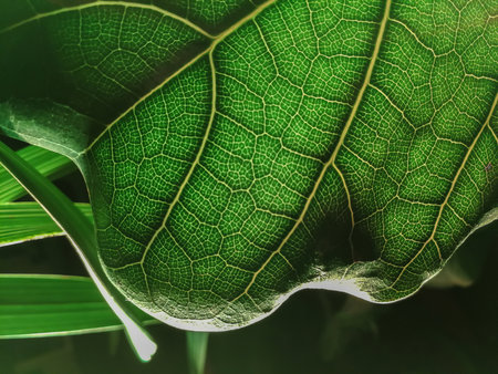 Green leaf macro close up. Abstract nature background with copy space.