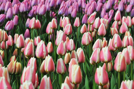 Detail of tulips in the magnificent Keukenhof garden, located in Netherlandsの写真素材
