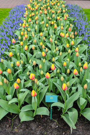 Detail of tulips in the magnificent Keukenhof garden, located in Netherlandsの写真素材