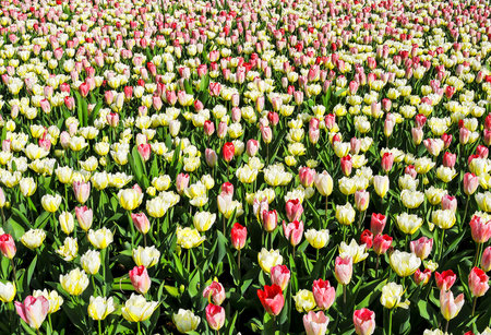 Detail of tulips in the magnificent Keukenhof garden, located in Netherlandsの写真素材