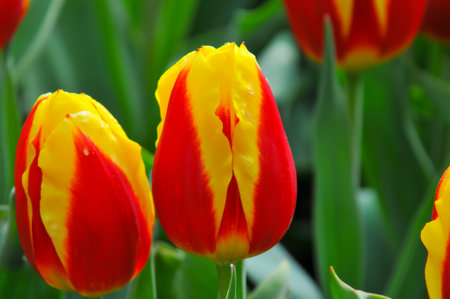 Detail of tulips in the magnificent Keukenhof garden, located in Netherlandsの写真素材