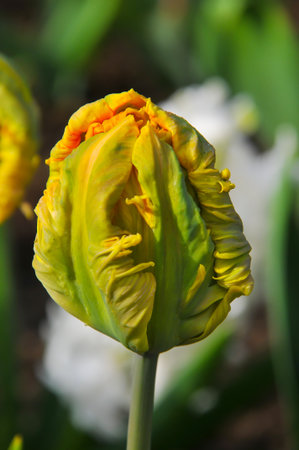 Detail of tulips in the magnificent Keukenhof garden, located in Netherlandsの写真素材