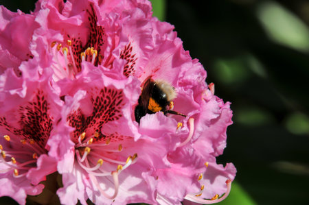 Azalea in the garden