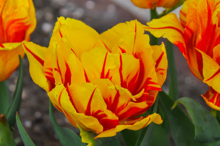 Detail of tulips in the magnificent Keukenhof garden, located in Netherlandsの写真素材