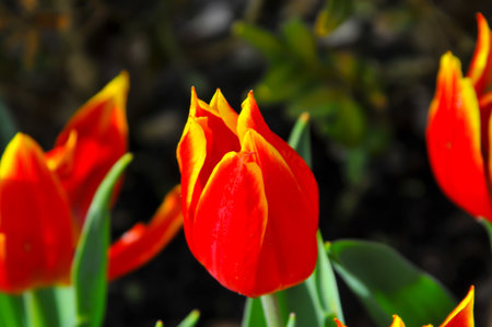 Detail of tulips in the magnificent Keukenhof garden, located in Netherlandsの写真素材