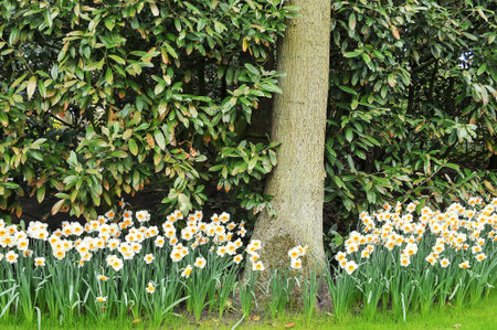 Detail of daffodils in the magnificent Keukenhof garden, located in Netherlandsの写真素材