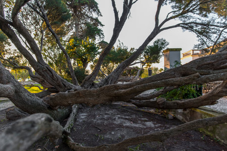 Melaleuca Armillaris is a very large tree, with large branches, originally from Australia