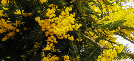 Bright yellow mimosa flowers in full bloomの写真素材