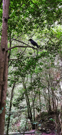 Wild crows in the forest of Los Tilos on the island of La Palmaの写真素材