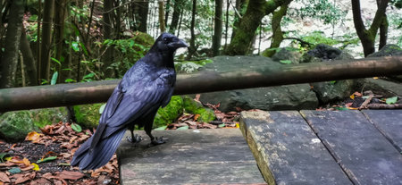 Wild crows in the forest of Los Tilos on the island of La Palmaの写真素材
