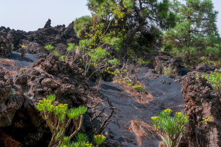 Solidified volcanic lava stream from the Cumbre Vieja volcano on the island of La Palmaの写真素材