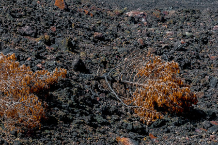 Solidified volcanic lava stream from the Cumbre Vieja volcano on the island of La Palmaの写真素材