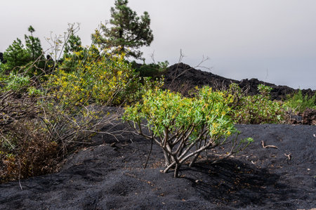 Solidified volcanic lava stream from the Cumbre Vieja volcano on the island of La Palmaの写真素材
