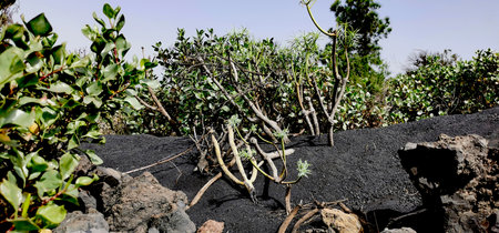 Solidified volcanic lava stream from the Cumbre Vieja volcano on the island of La Palmaの写真素材