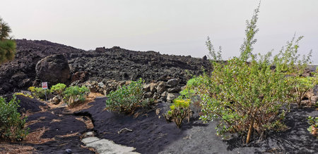 Solidified volcanic lava stream from the Cumbre Vieja volcano on the island of La Palmaの写真素材