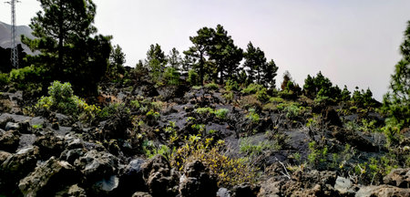 Solidified volcanic lava stream from the Cumbre Vieja volcano on the island of La Palmaの写真素材