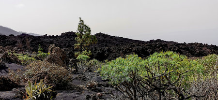 Solidified volcanic lava stream from the Cumbre Vieja volcano on the island of La Palmaの写真素材