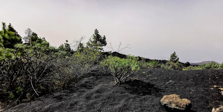 Solidified volcanic lava stream from the Cumbre Vieja volcano on the island of La Palmaの写真素材