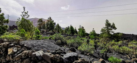 Solidified volcanic lava stream from the Cumbre Vieja volcano on the island of La Palmaの写真素材