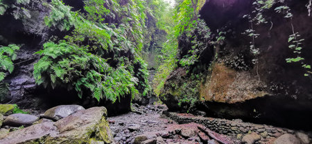 Los Tilos Forest on the island of La Palma, a place of indescribable beautyの写真素材