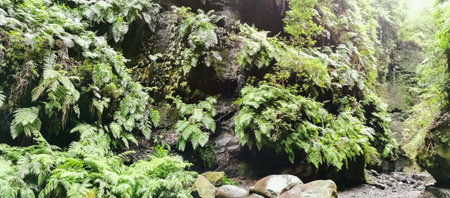 Los Tilos Forest on the island of La Palma, a place of indescribable beautyの写真素材