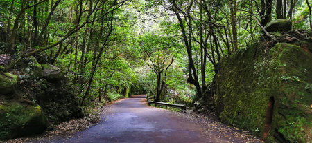 Los Tilos Forest on the island of La Palma, a place of indescribable beautyの写真素材