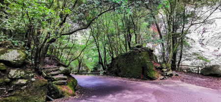 Los Tilos Forest on the island of La Palma, a place of indescribable beautyの写真素材