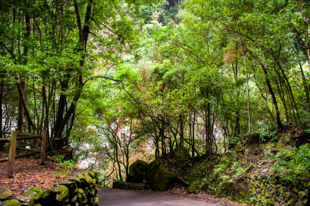 Los Tilos Forest on the island of La Palma, a place of indescribable beautyの写真素材