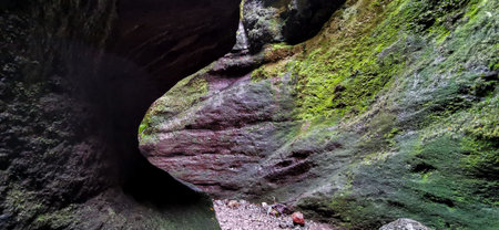 Los Tilos Forest on the island of La Palma, a place of indescribable beautyの写真素材